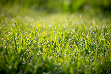 wet grass in the morning, dew drops shining in the morning light