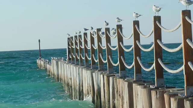 sea waves and seagulls