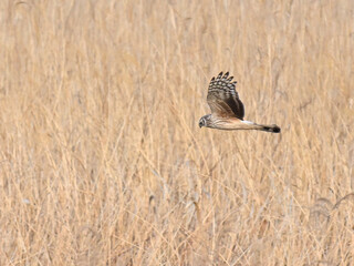 ハイイロチュウヒ hen harrier
