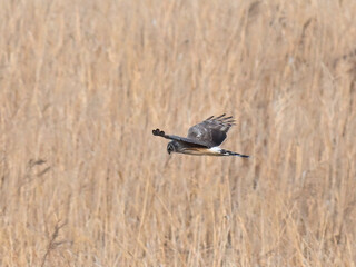 ハイイロチュウヒ hen harrier