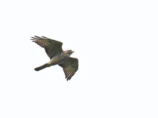 サシバ gray-faced buzzard