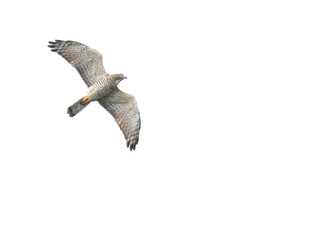 サシバ gray-faced buzzard