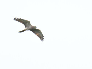サシバ gray-faced buzzard