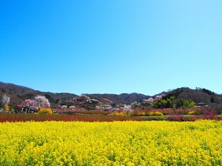 春爛漫！菜の花と花桃が彩る福島の絶景