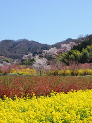 春爛漫！菜の花と花桃が彩る福島の絶景