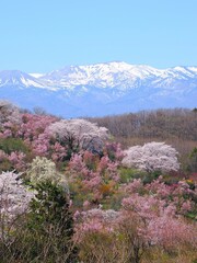 春爛漫！菜の花と花桃が彩る福島の絶景