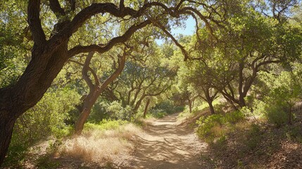 Obraz premium Tranquil Reflections in Nature - Contemplative Hiker on Wooded Trail Under Tree Canopy Cinematic Shot for Introvert Concepts