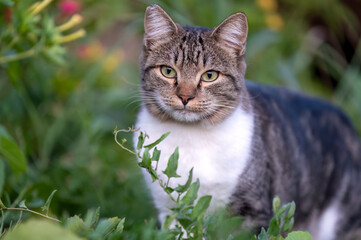 close-up of a tabby cat in the tall grass