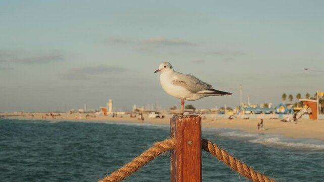 Seagull on a beach