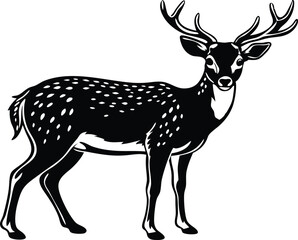 Beautiful male sika deer isolated on a white background