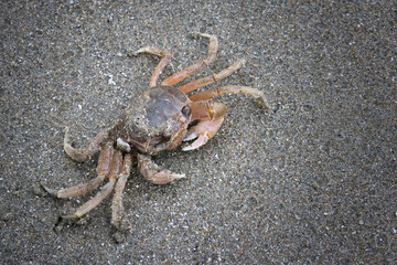 砂浜にいた一匹の小さな可愛いカニ