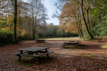 Autumnal Picnic Area in a Tranquil Woodland