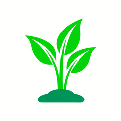 green plant growing in a pot