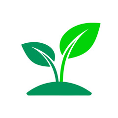 plant growing in a pot