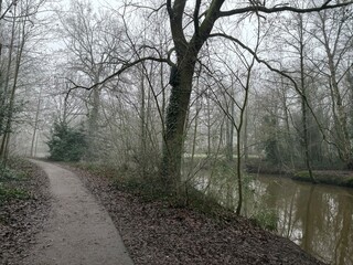 Fototapeta premium morning fog in the woods