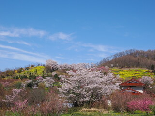春爛漫！菜の花と花桃が彩る福島の絶景