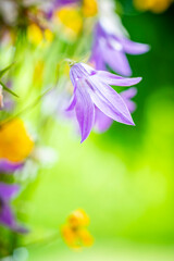 Zarte lila Glockenblume vor leuchtend gr&uuml;nem Hintergrund