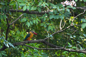 A common kingfisher perches on a branch.