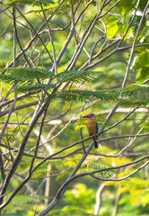 A common kingfisher perches on a branch.