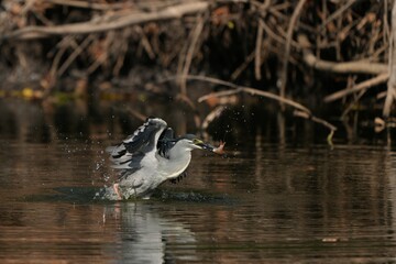 A large green heron is eating a fish.