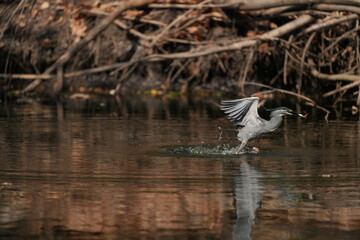 A large green heron is eating a fish.