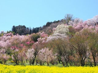 春爛漫！菜の花と花桃が彩る福島の絶景