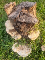 Dry tree stump for background image