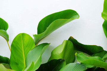 Large vibrant green leaves against white background. Ideal for naturethemed designs, environmental concepts, or refreshing aesthetic visuals in various projects.