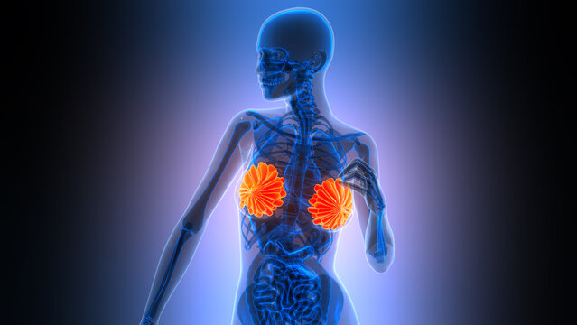 Female Internal Organs Mammary Glands Anatomy