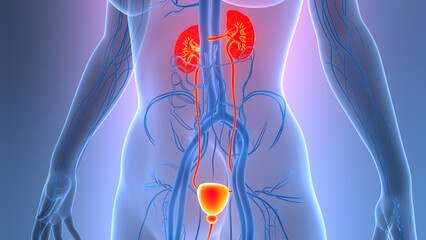 Human Urinary System Kidneys with Bladder Anatomy	