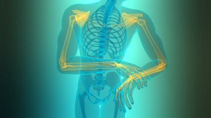 Human Skeleton System Upper Limb Bone Joints Anatomy