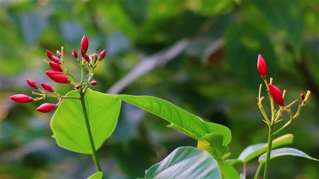 Red Jatropha integerrima  flowers swaying  by the wind in wild forest.Beautiful leaf form,swing stem shape view.  Pingtung Riverside Park,Taiwan. Real time. 4K. High angle view. High quality video