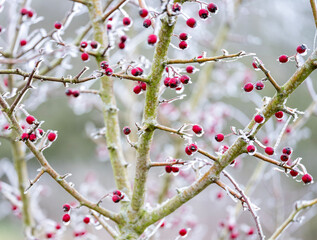 ice covered red berries of hawthorn outside on branches of shrub in winter