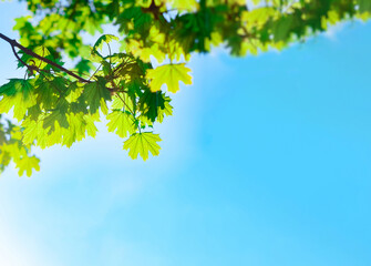 Bright green leaves dance in the sunlight against a clear blue sky during springtime