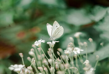 Butterfly resting on delicate white flowers in a lush green garden during a sunny afternoon