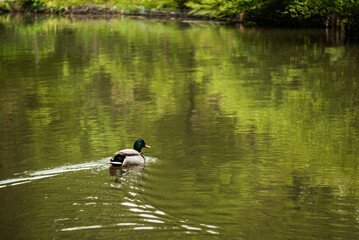 Mallard duck gliding across calm water reflecting lush greenery in a serene natural environment