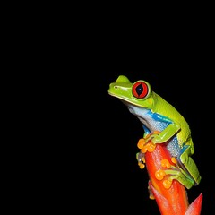 Naklejka premium Vibrant Red Eyed Tree Frog Perched on Bright Orange Flower at Night