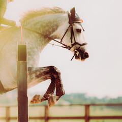 A beautiful white horse with a rider jumps over a high barrier in a show jumping competition. It's...