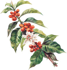 Coffee beans plant watercolor painting isolated on transparent background.