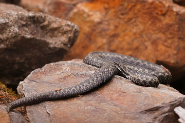 Portrait of a grass snake. Natrix natrix. A ringed snake is  sunbathing on the rock. Wildlife scene with a water snake.