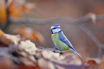 Portrait of a cute blue tit. A titmouse in the nature habitat.  Cyanistes caeruleus