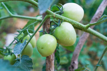 Close-up of unripe green tomatoes growing on a vine in a garden, surrounded by lush green leaves. A natural and organic depiction of farming and vegetable cultivation.
