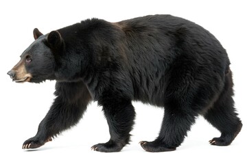 Fototapeta premium American black bear - Ursus americanus - is a species of medium sized bear endemic to North America. it is the smallest endemic bear on the continent. isolated on white or light background 