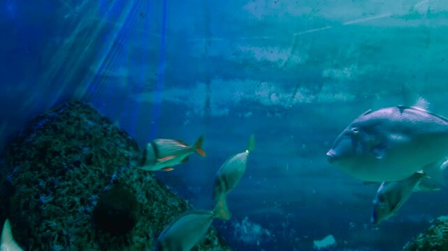 Oxigenando a los peces 