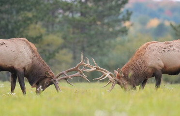 Elk Bulls Battling Fall Rut Lock Antlers Horns 