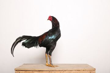 A black rooster stands proudly on a wooden table with a white background