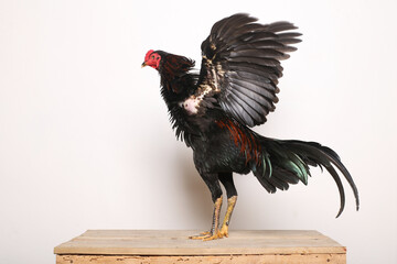 A black rooster stands proudly on a wooden table with a white background