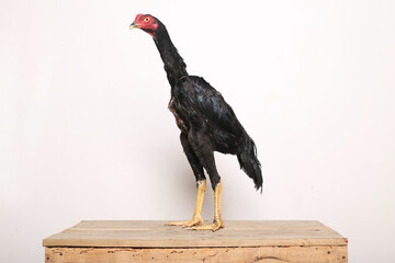 A black rooster stands proudly on a wooden table with a white background