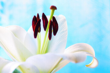Flower of white lily, in latin Lilium Navona. Shallow DOF. Flower background, suitable for St Valentines day, Mothers day , 8 March and Easter