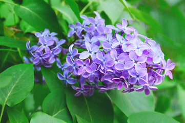 Lilac flowers, spring lilac flower background with a branch of lilac tree. Focus at the central lilac flowers